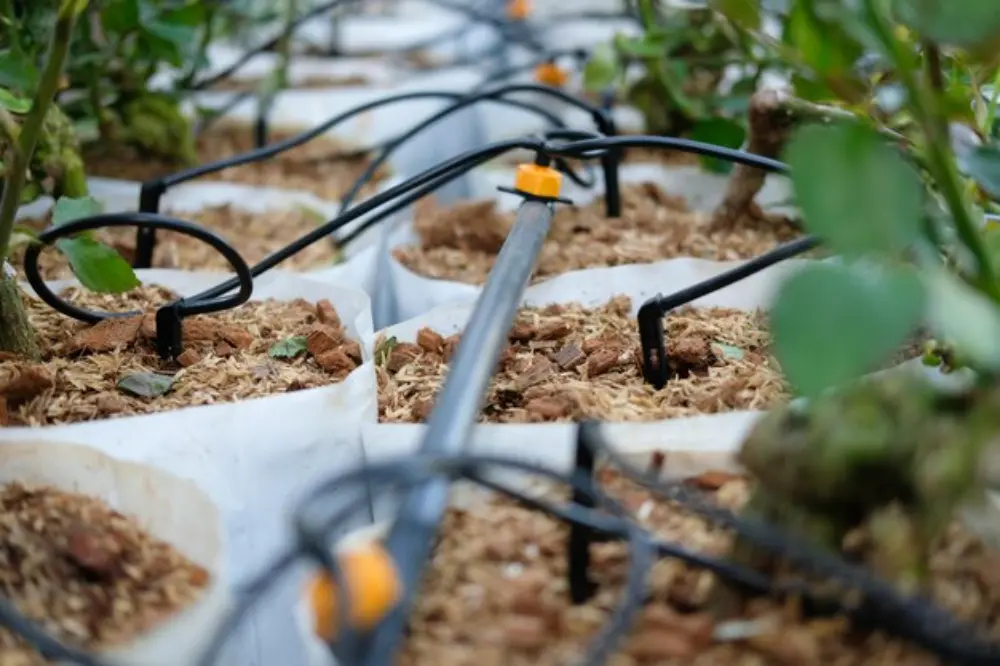 Read more about the article Drip Irrigation Systems: The Smart Way to Keep Your Garden Thriving