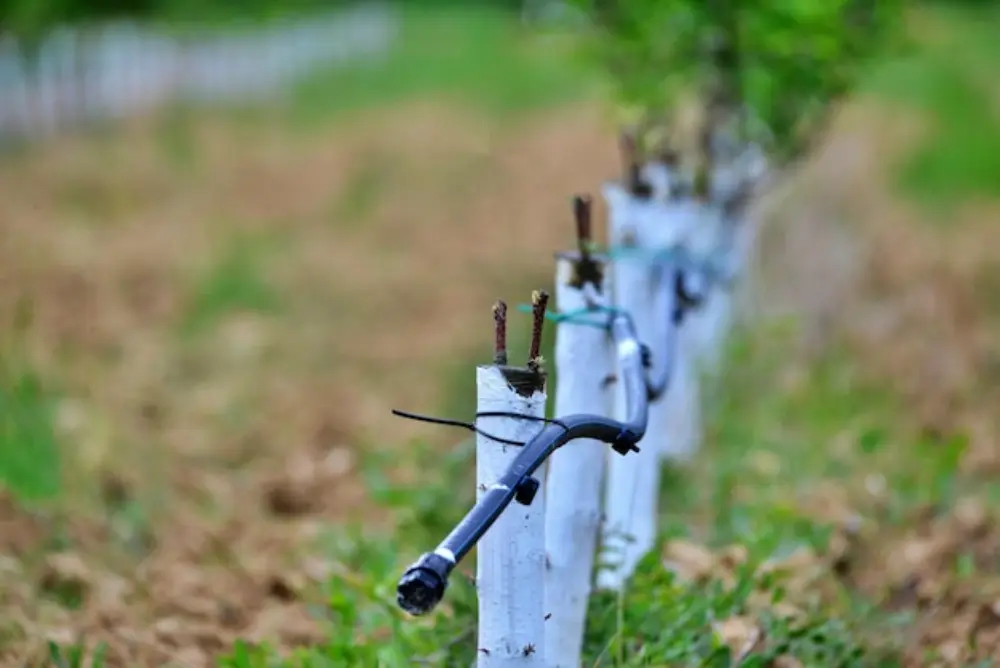 Is a Drip Irrigation System Right for You