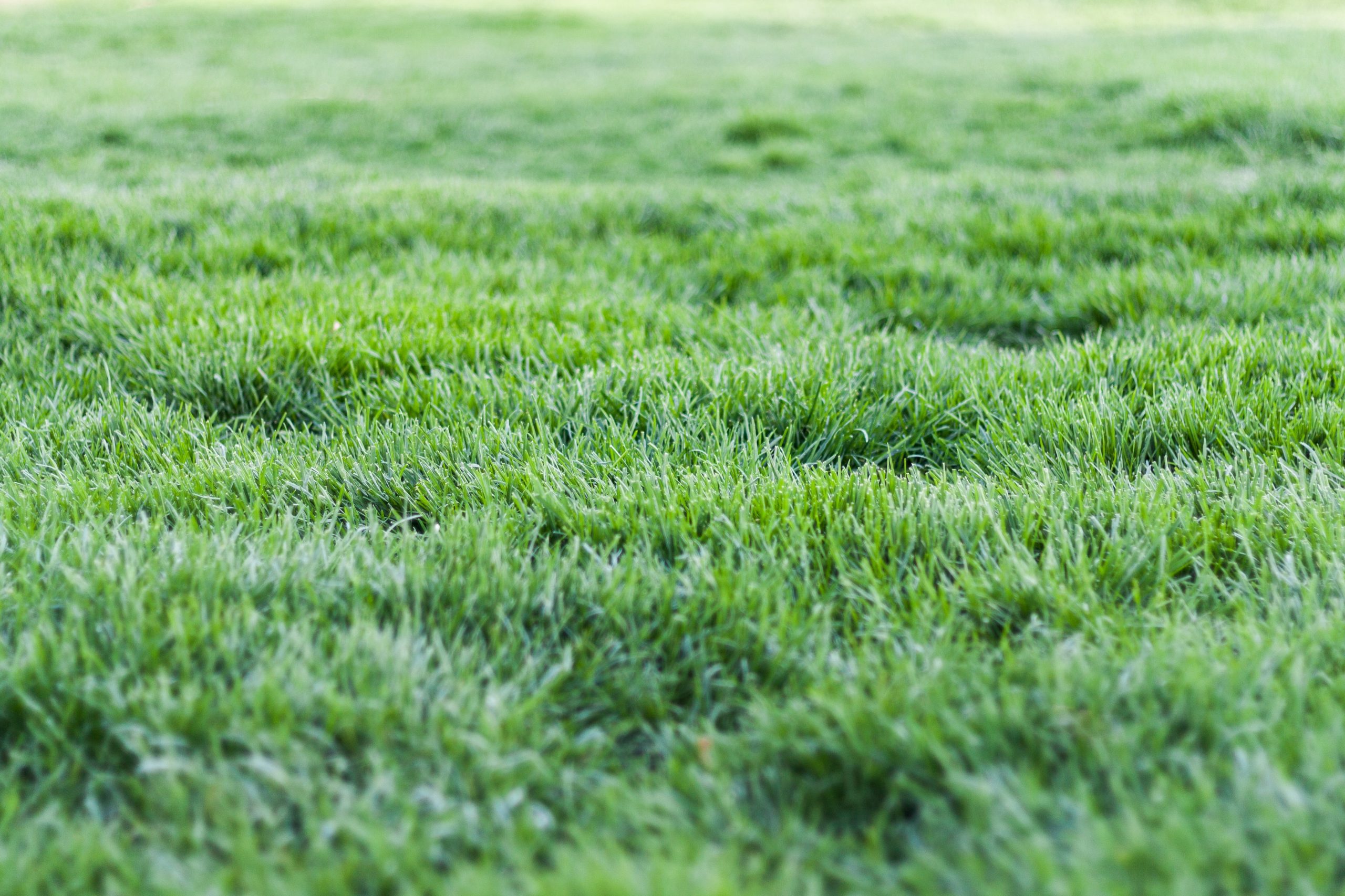 Read more about the article Aerate Like a Pro: Expert Techniques to Revitalize Your Lawn