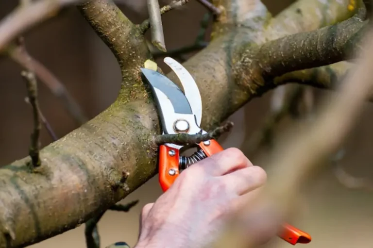 Tree Pruning