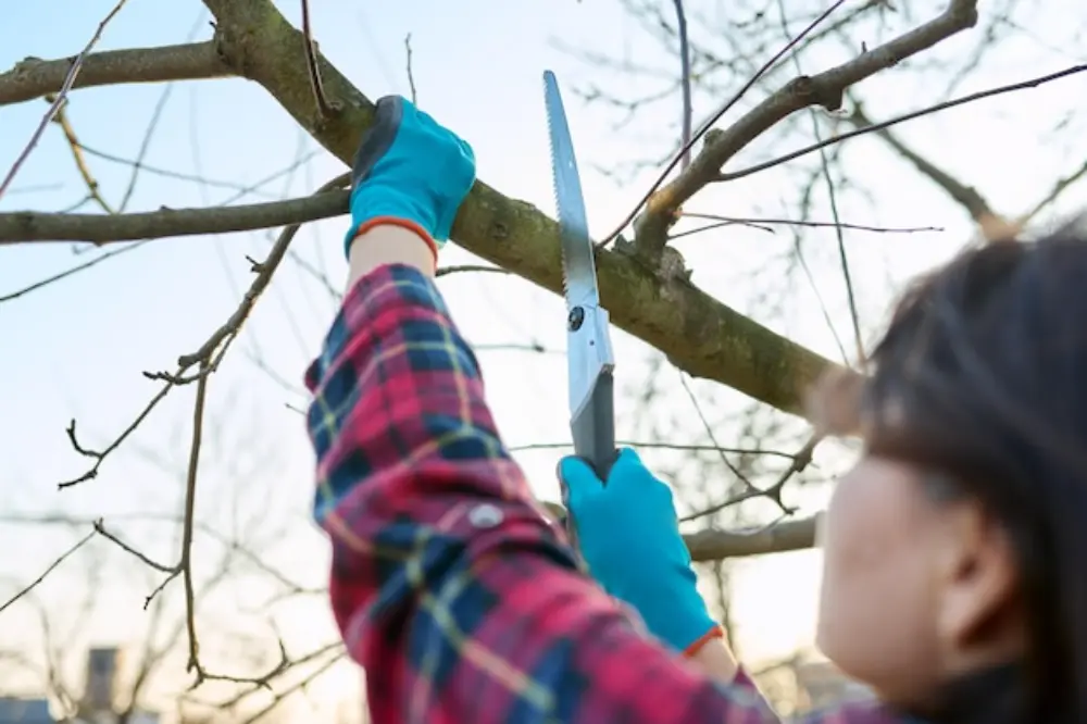 Why Prune Your Trees