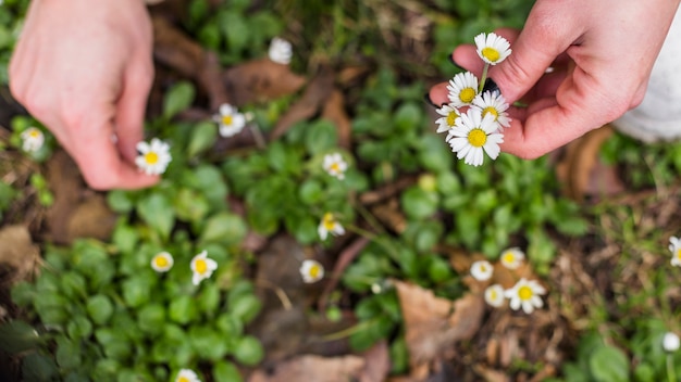 Read more about the article 5 Proven Wildflower Planting Tips to Create a Stunning Backyard Garden
