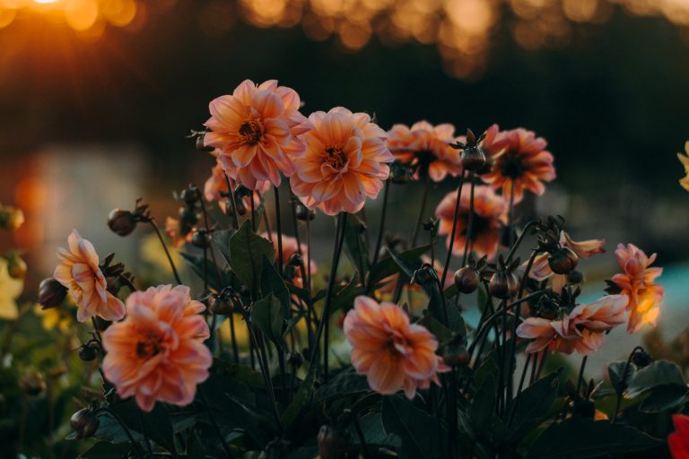 How to Pick Plants for Landscaping