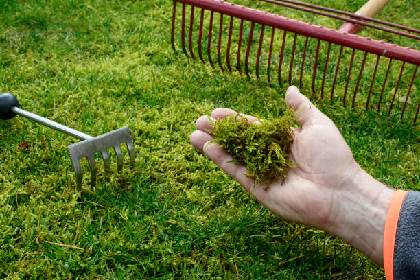 Read more about the article A Complete Guide to Moss Removal in the Lawn