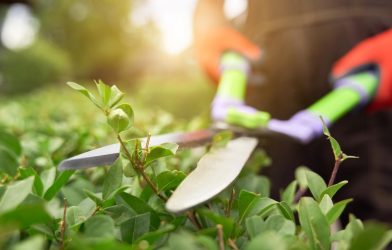 Gardeners, Rejoice! Here’s Why Pruning Is Your Green Thumb’s Best Friend