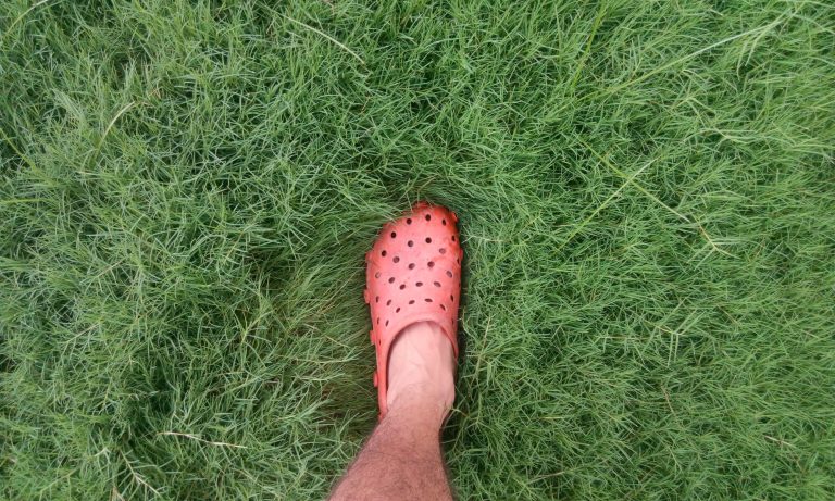 Cracking the Code: When to Fertilize Your Lawn for Maximum Growth