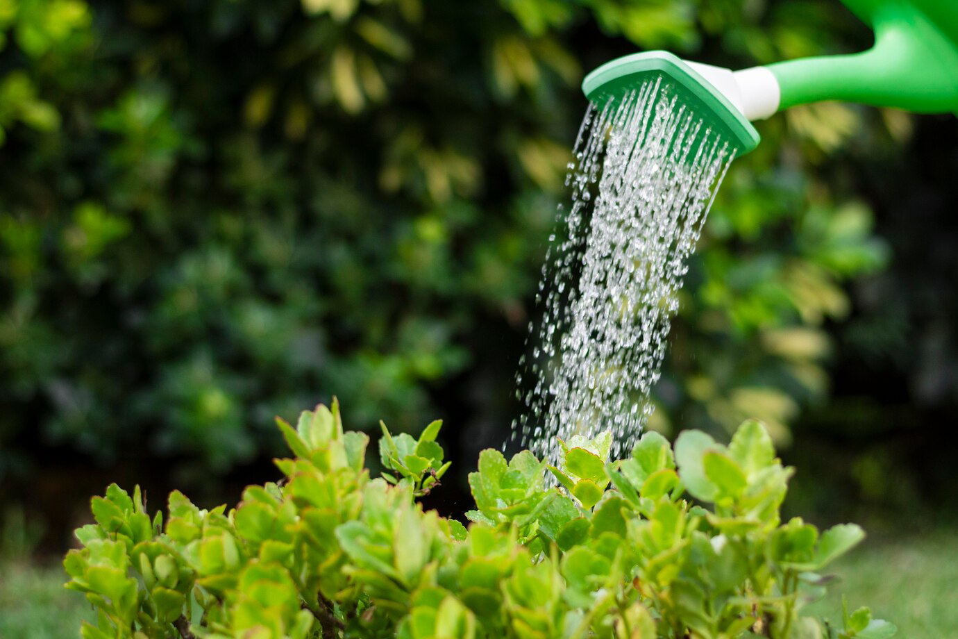 watering the grass